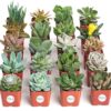 Shop Succulents Unique Succulent Plant Pack Bulk Collection - Live Mini Succulent Plants, Low Maintenance, Exceptional Colors & Textures - Wedding and Party Favors, Gift & Garden, Pack of 20 20-Pack Succulent Packs