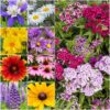 Seed Needs, Large 2 Ounce Package of 30,000+ All Perennial Wildflower Seed Mixture for Planting (99% Pure Live Seed Butterfly Attracting - NO Filler) 16 Species Varieties Perennial - Bulk 28 81c9SUgysL