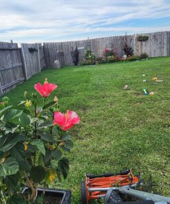 American Lawn Mower Company 1204-14 14-Inch 4-Blade Push Reel Lawn Mower, Red 14-Inch, 4-Blade 65 81cBQo18FL