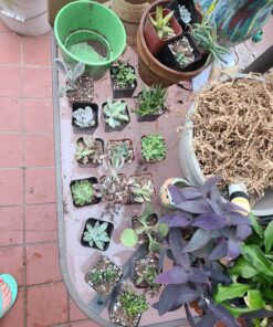 Shop Succulents Unique Succulent Plant Pack Bulk Collection - Live Mini Succulent Plants, Low Maintenance, Exceptional Colors & Textures - Wedding and Party Favors, Gift & Garden, Pack of 20 20-Pack Succulent Packs 58 81cF3MgXjxL