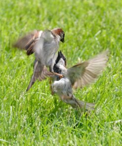 Nikon AF-P NIKKOR 70-300mm f/4.5-5.6E ED VR Fixed Zoom Digital Slr Camera Lens, Black 61 81cHg7jakfL