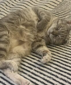 Catit Airsift Jumbo Hooded Cat Litter Pan, Warm Gray - Privacy and Easy Access for Cleaning - Ideal for Larger Cat Breeds or Multiple Cat Households 44 81cIYGjUCrL