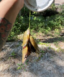 Ugly Stik Dock Runner Spinning Reel and Fishing Rod Combo 3' - Medium - 1pc New Model 21 81cJoXyaEfL