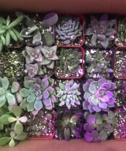 Shop Succulents Unique Succulent Plant Pack Bulk Collection - Live Mini Succulent Plants, Low Maintenance, Exceptional Colors & Textures - Wedding and Party Favors, Gift & Garden, Pack of 20 20-Pack Succulent Packs 47 81cK kMKxTL