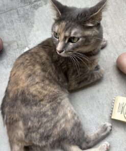 SleekEZ Original Deshedding Grooming Tool for Dogs, Cats & Horses - Undercoat Brush for Short & Long Hair - Painlessly Remove 95% of Loose Hair, Fur & Dirt - Easy to Clean - USA Made - (2.5 inch) 2.5 Inch (Pack of 1) 30 81cL1fOVKWL