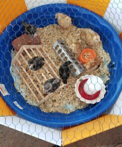 Farm Innovators 3700 Baby Chick Corral Starter Home Coop Kit with 10 Plastic Panels and Adjustable Brooder Lamp Hanger for Up To 15 Chicks 27 81cMVPCFvyL