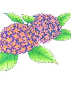 Copic Ciao, Alcohol Markers, 6pc Set, Pastels Pastels - RV21, V04, Y21, YG11, B23 and BG15 15 81cOSqlhdUL