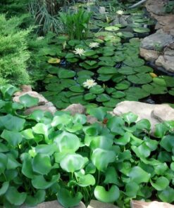 Kaytee Koi's Choice Koi Floating Fish Food, 25 Pound 25 Pound (Pack of 1) 19 81cPek0y5VL