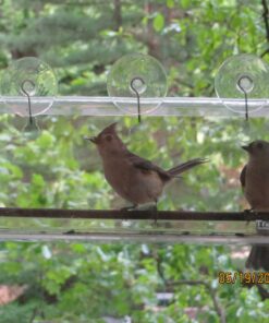 Tranquil Outdoors Large Acrylic Window Bird Feeder: Strong Removable Suction Cup Mounted Outdoor Bird House Feeder, Clear Birdfeeders for Large & Small Birds. Best See Thru Feeder for Bird Watching 54 81cRVtnTwBL