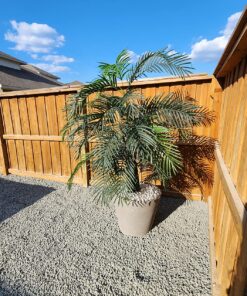 Nearly Natural 5390 Areca Palm UV Resistant Tree, 6.5-Feet, Green,85" x 9" x 9" 85" x 9" x 9" 24 81cRm04eejL