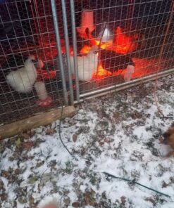 LITTLE GIANT Galvanized Double Wall Founts 2 Gallon 15 81cRpCeqILL