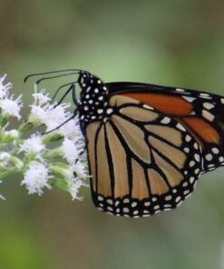 Commlite CM-EF-EOS M Auto-Focus Lens Mount Adapter for EF/EF-S Lens to Canon EOS M (EF-M Mount) Mirrorless Camera Lens Converter Ring for Canon EOS M1 M2 M3 M5 M6 M10 M50 M100 EF-EOS M 48 81cSfFBocsL