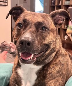 Dna My Dog Essential Test –Breed ID Test Mixed Breed Identification, Personality Traits, for Puppies to Adult Dogs, Non-Invasive Cheek Swab 42 81cVXMsjn8L