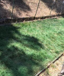 Lawnlift Ultra Concentrated (Green) Grass Paint 8oz. = 2.5 Quarts of Product. 19 81cVz9wnmeL