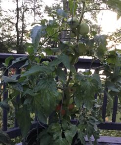 Fox Farm Liquid Plant Fertilizer: Big Bloom, Grow Big, Tiger Bloom (Pack of 3-16 oz. Bottles) 1 Pint Each + Twin Canaries Chart & Pipette 30 81cXZjr BBL