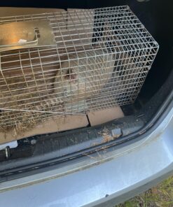 Havahart 1079SR Large 1-Door Humane Catch and Release Live Animal Trap for Raccoons, Cats, Bobcats, Beavers, Small Dogs, Groundhogs, Opossums, Foxes, Armadillos, and Similar-Sized Animals 39 81cYzzCN9iL