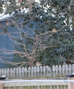 Wagner's 76029 Black Oil Sunflower Seed Wild Bird Food, 40-Pound Bag 27 81cb2Hq8lIL