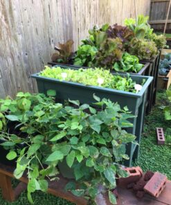 Plant Covers Freeze Protection 0.9oz 8Ft x 24Ft Rectangle Plant Cover for Cold Protection,Season Extension 49 81cbDVLWXdL