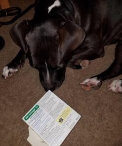 Advantage II XL Dog Vet-Recommended Flea Treatment & Prevention | Dogs Over 55 lbs. | 4-Month Supply 4-Pack 39 81cdgujwWOL