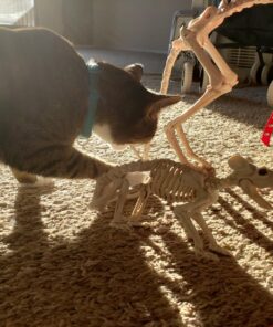 Crazy Bonez Skeleton - Rat Bonez 30 81cdnP a5sL