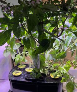 AeroGarden Gourmet Herb Seed Pod Kit - Herb Seeds for AeroGarden Indoor Garden, 6-Pod 23 81ce6hXyzvL