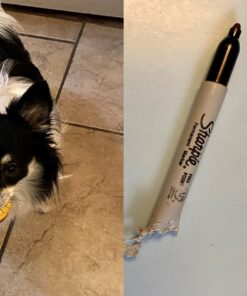 Sharpie Permanent Markers, Fine Point, Black, 12 Count 42 81ceqQTmbJL