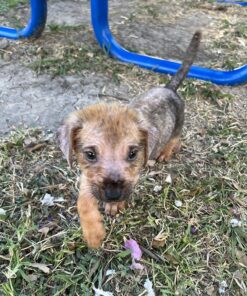 Veterinary Formula Clinical Care Antiparasitic & Antiseborrheic Medicated Dog Shampoo, 16 oz – Paraben, Dye, Soap Free – Hydrating and Antifungal Shampoo for Dogs, White 47 81cf f8HwoL