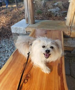 K9 Advantix II Medium Dog Vet-Recommended Flea, Tick & Mosquito Treatment & Prevention | Dogs 11-20 lbs. | 6-Mo Supply 6 Pack Medium Dog only 31 81chIQmDaML