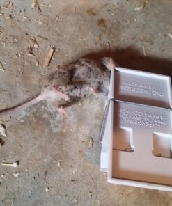 Snap-E 12-001-00-1 6 Pack Mouse Trap, Black 25 81clwdRvijL