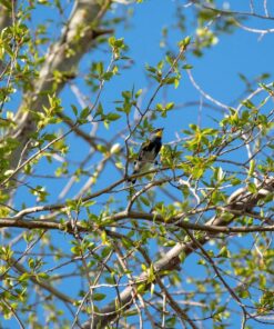 Nikon AF-P NIKKOR 70-300mm f/4.5-5.6E ED VR Fixed Zoom Digital Slr Camera Lens, Black 68 81cnhKfTkjL