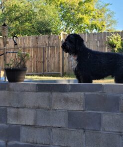 Dog Comb for Removes Tangles and Knots - Cat Comb for Removing Matted Fur - Grooming Tool with Stainless Steel Teeth and Non-Slip Grip Handle - Best Pet Hair Comb for Home Grooming Kit - Ebook Guide 40 81coBdnce2L