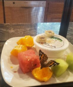 10 Live Caterpillars Shipped Now: Butterfly Kit Refill 43 81cv2T3Vb7L