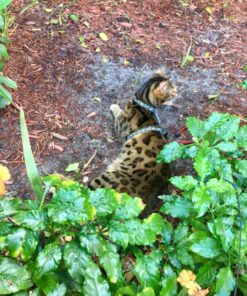 NOW Sports Nutrition, Egg White Protein, 16 g With BCAAs, Unflavored Powder, 1.2-Pound 37 81cvmRC9JnL