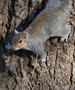 Tamron SP 150-600mm F/5-6.3 Di VC USD G2 for Nikon Digital SLR Cameras 65 81d04MJN5L