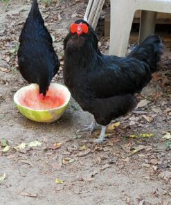 Weilan 21 PCS Pinless Peepers with Pliers Chicken Peepers Eye Glasses Pheasant Poultry Blinders Spectacles Anti-Pecking Plier Tool(Red) 21 Pcs Red Large 28 81d11dgSvVL