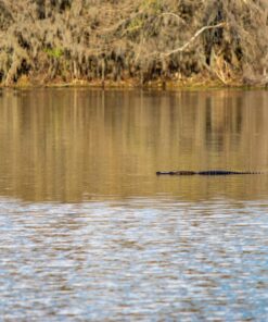 Canon EF-S 55-250mm f/4.0-5.6 is II Telephoto Zoom Lens Base Standard Packaging 48 81d25ooGZnL