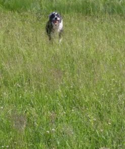 VETRISCIENCE Glycoflex 3 Maximum Strength Hip & Joint Support for Dogs - Glucosamine, DMG, MSM & Green Lipped Mussel - Great Tasting - Vet Recommended, 120 Tablets, (0900887.120) Glycoflex Stage 3 Unflavored 120 Tablets for All Dogs 29 81d47QytK3L