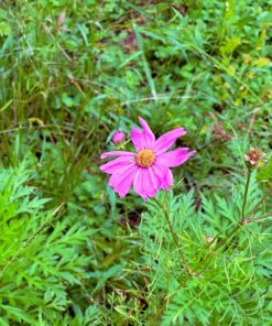 Eden Brothers Southeast Wildflower Mixed Seeds for Planting, 1 lb, 480,000+ Seeds with Cornflower, Blanket Flower | Attracts Pollinators, Plant in Spring or Fall, Zones 3, 4, 5, 6, 7, 8, 9, 10 1 Pound 47 81d5LGJCCxL