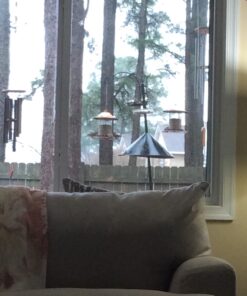 Wagner's 62012 Southern Regional Blend Wild Bird Food, 20-Pound Bag 40 81d7cBUAstL