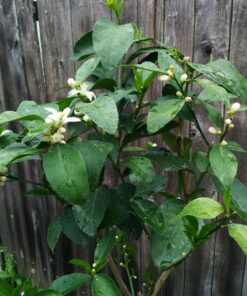 Jobe’s Organics 09226NA Granular Plant Food Fruit & Citrus, 4lbs, Brown 42 81dDiyOrUL