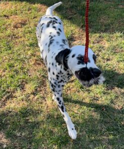 Outward Hound Tail Teaser Durable Dog Wand with Soft Plush Toys 29 81dF91RZUQL