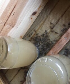 Mann Lake FD203 Bee-Pro Pollen Substitute Canister, 1-Pound 22 81dH3gX9JRL