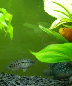 Seachem Stability Fish Tank Stabilizer - For Freshwater and Marine Aquariums, 16.9 Fl Oz (Pack of 1) 32 81dHH1Fl oL