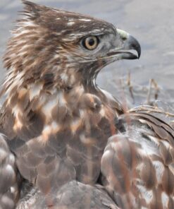 Nikon AF-S FX TC-14E III (1.4x) Teleconverter Lens with Auto Focus for Nikon DSLR Cameras 39 81dIYmTtdL