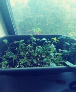 Espoma Organic Potting Soil Mix - All Natural Potting Mix For All Indoor & Outdoor Containers Including Herbs & Vegetables. For Organic Gardening, 8qt. bag. Pack of 1 50 81dJIdbrp8L