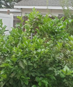 Jobe’s Organics 09226NA Granular Plant Food Fruit & Citrus, 4lbs, Brown 43 81dJjpWA3lL