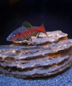 Seachem 20111 Neutral Regulator, 500g/1 lb 12 81dMGqFI3rL