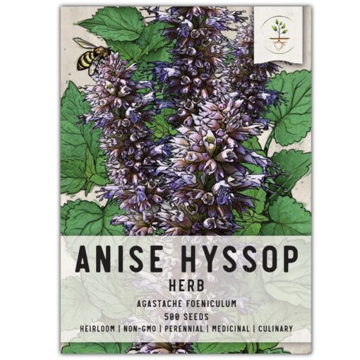 Seed Needs, Anise Hyssop Seeds - 500 Heirloom Seeds for Planting Agastache foeniculum - Medicinal Herb for Tea & Essential Oils, Non-GMO & Open Pollinated (1 Pack) 1 Pack (500 Seeds)