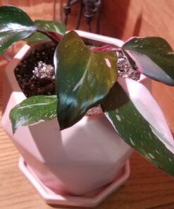 SUPERthrive The Original Vitamin Solution - Liquid Concentrate, May Add to Any Fertilizing Program, 4 fl. oz. 4 Ounces 47 81dSoNSL