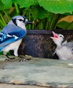 Tamron SP 70-200MM F/2.8 DI VC USD Telephoto Zoom Lens for Nikon (FX) Cameras Nikon FX Cameras 64 81dZ pdgCML